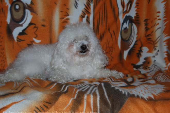 Photo de Bichon maltais