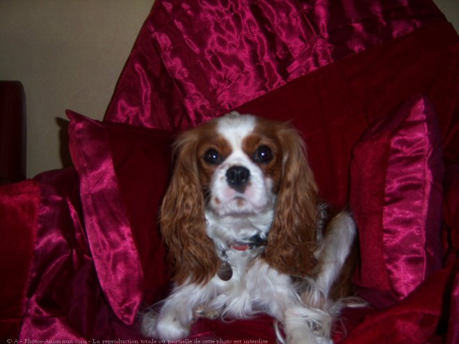 Photo de Cavalier king charles spaniel