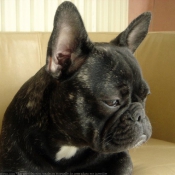 Photo de Bouledogue franais