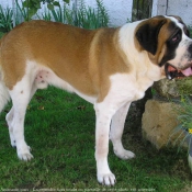 Photo de Saint-bernard poil long