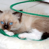 Photo de Ragdoll