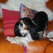 Photo de Cavalier king charles spaniel