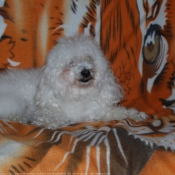 Photo de Bichon maltais