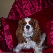 Photo de Cavalier king charles spaniel