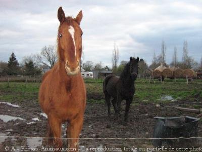 Photo de Races diffrentes