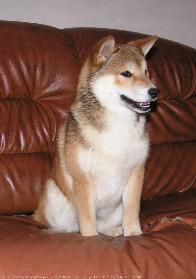 Photo de Shiba