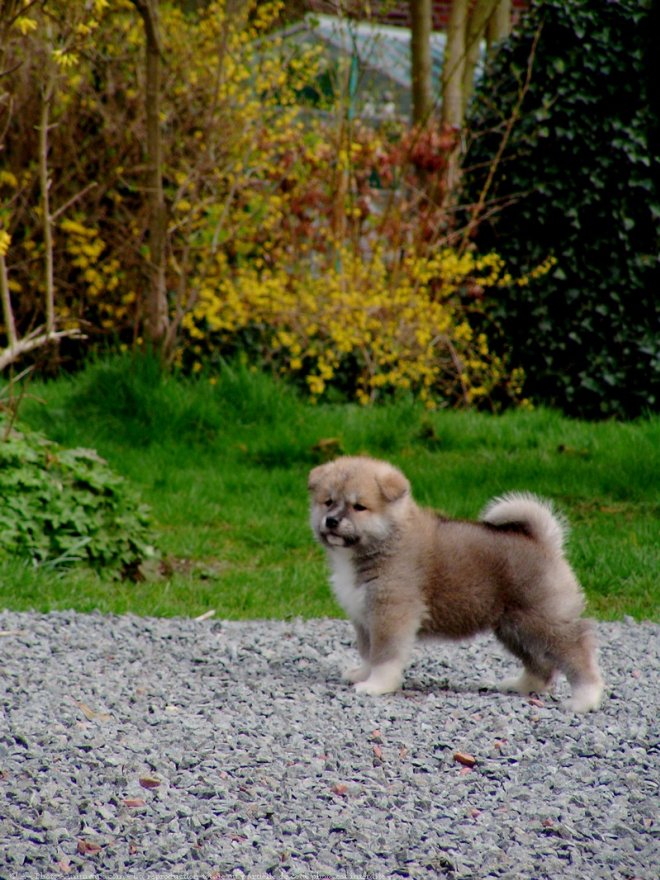 Photo d'Akita inu