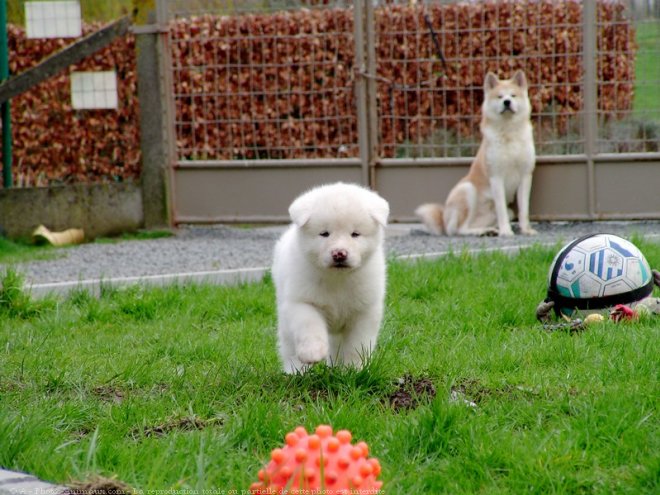 Photo d'Akita inu