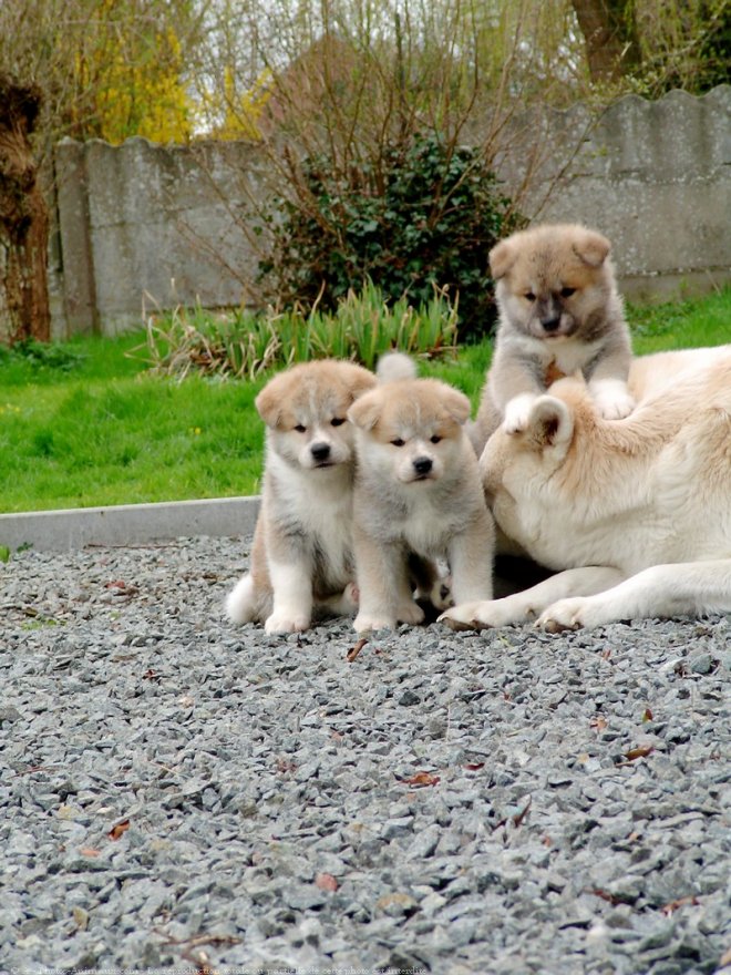 Photo d'Akita inu