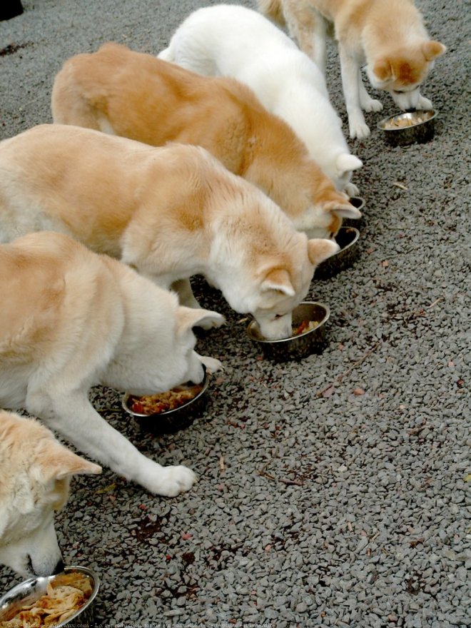 Photo d'Akita inu