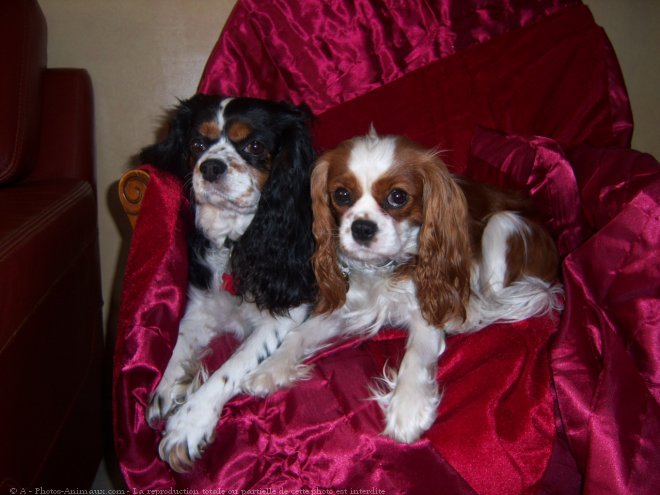 Photo de Cavalier king charles spaniel