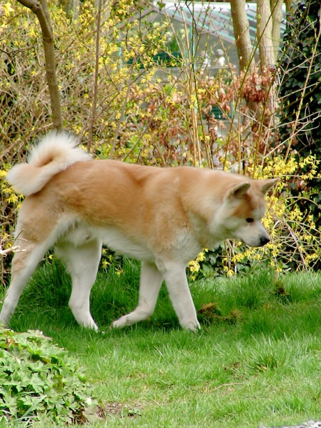 Photo d'Akita inu