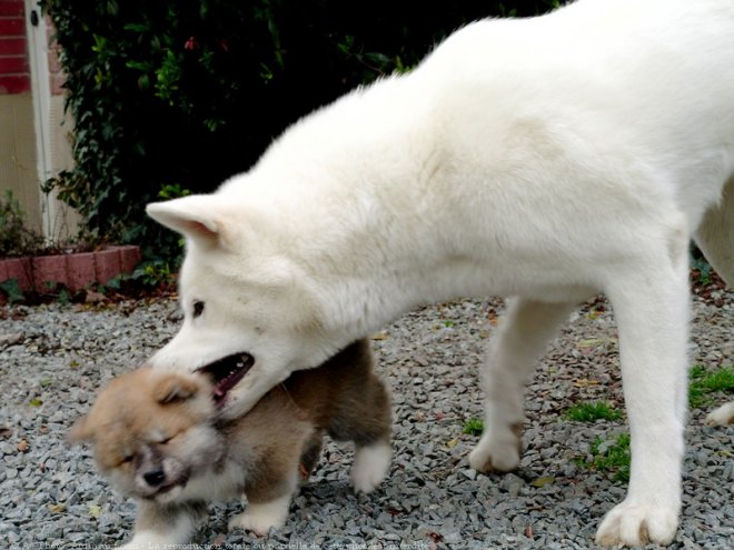 Photo d'Akita inu