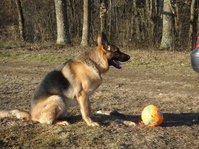 Photo de Berger allemand  poil court