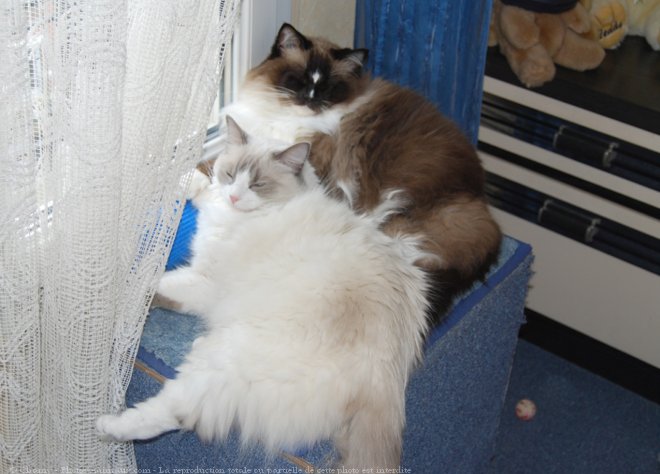 Photo de Ragdoll