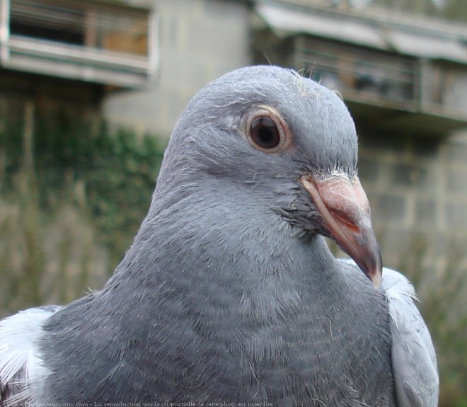 Photo de Pigeon