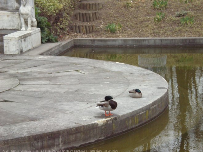 Photo de Canard colvert