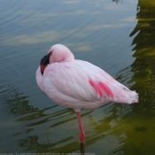 Photo de Flamand rose