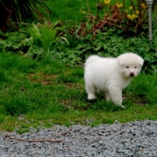 Photo d'Akita inu