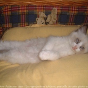 Photo de Ragdoll