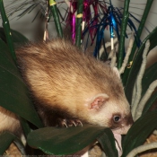 Photo de Furet