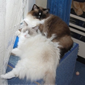 Photo de Ragdoll