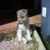 Photo de Fox terrier  poil dur