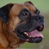 Photo de Boxer