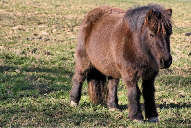 Photo de Shetland