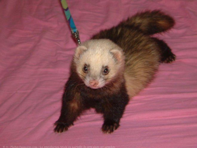 Photo de Furet