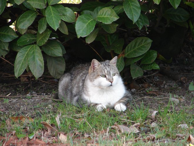 Photo de Chat domestique