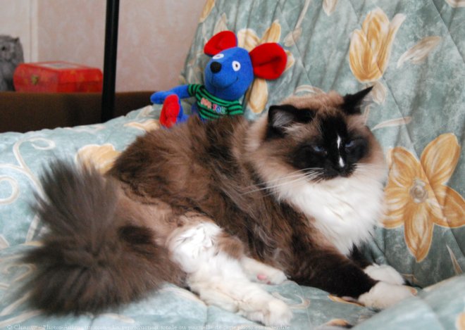 Photo de Ragdoll