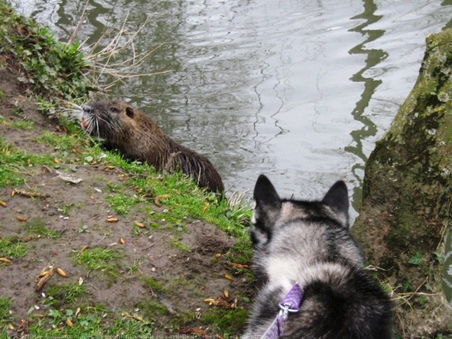 Photo de Husky siberien