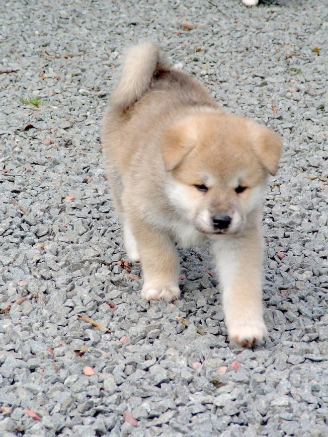 Photo d'Akita inu