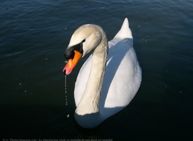 Photo de Cygne