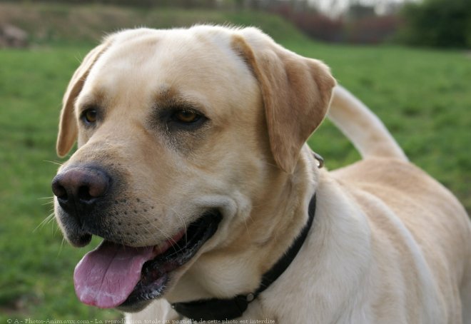 Photo de Labrador retriever