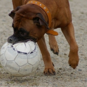 Photo de Boxer