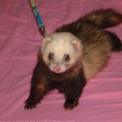 Photo de Furet