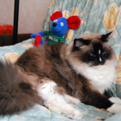 Photo de Ragdoll