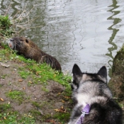 Photo de Husky siberien