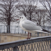 Photo de Mouette