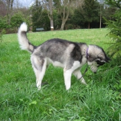 Photo de Husky siberien