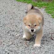 Photo d'Akita inu