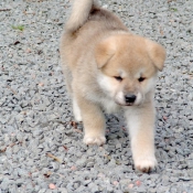 Photo d'Akita inu