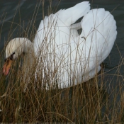 Photo de Cygne