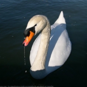 Photo de Cygne