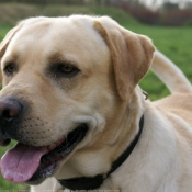 Photo de Labrador retriever