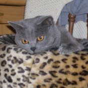 Photo de Chartreux