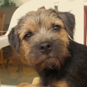 Photo de Border terrier