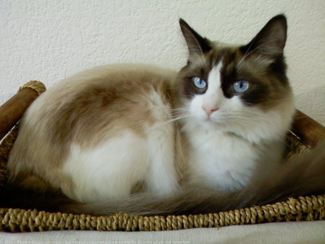 Photo de Ragdoll